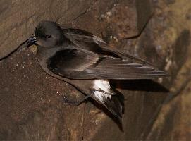 Photo: European storm petrel