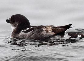 Photo: Peruvian diving petrel