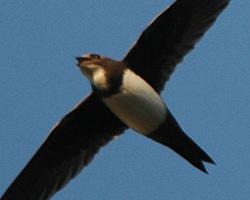 Photo: Alpine swift