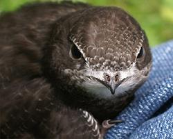 Photo: Common swift