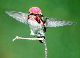 Photo: Bee hummingbird