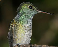 Photo: Versicoloured emerald