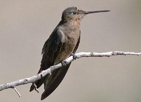 Photo: Giant hummingbird