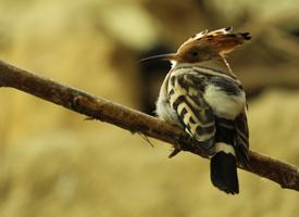 Photo: Eurasian hoopoe