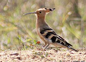 Photo: Saint helena hoopoe