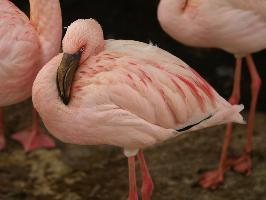 Photo: Lesser flamingo