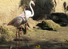 Photo: Greater flamingo