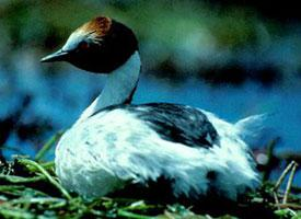 Photo: Hooded grebe