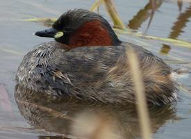 Photo: Little grebe