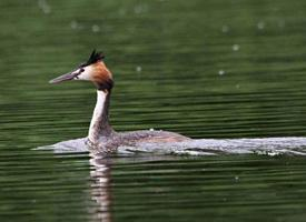 Photo: Great crested grebe