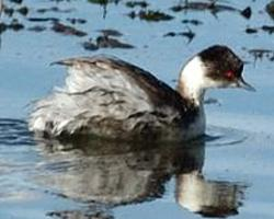 Photo: Silvery grebe