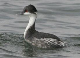 Photo: Junin grebe