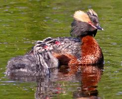 Photo: Horned grebe