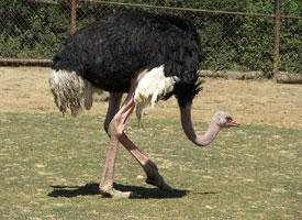 Photo: Common ostrich