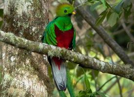 Photo: Resplendent quetzal