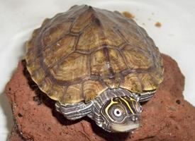 Photo: Mississippi map turtle