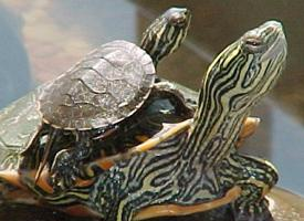 Photo: Painted turtle