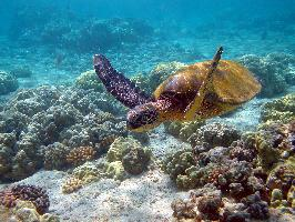 Photo: Green sea turtle