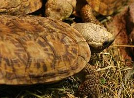 Photo: Pancake tortoise