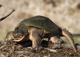 Photo: Common snapping turtle