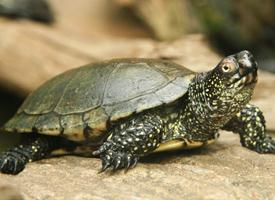 Photo: European pond turtle