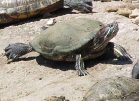 Photo: Tortue de floride