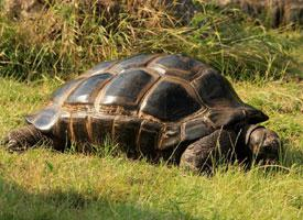 Photo: Aldabra giant tortoise