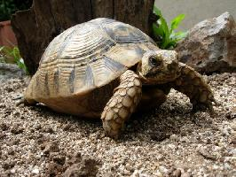 Photo: Greek tortoise