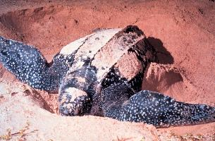 Photo: Leatherback sea turtle