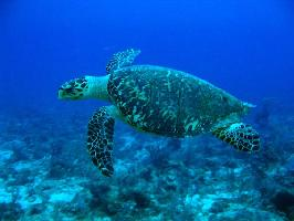 Photo: Hawksbill sea turtle