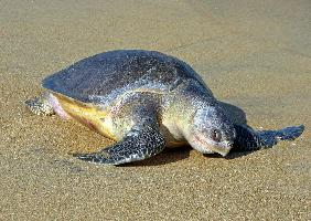 Photo: Olive ridley sea turtle