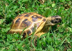 Photo: Russian tortoise