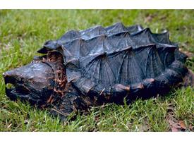 Photo: Alligator snapping turtle