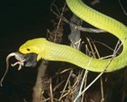 Photo: Eastern green mamba