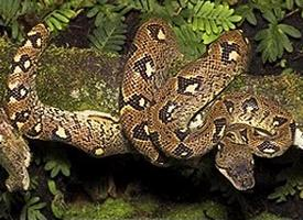 Photo: Madagascar tree boa