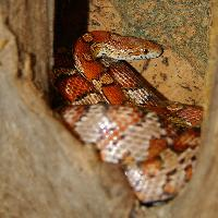 Photo: Corn snake