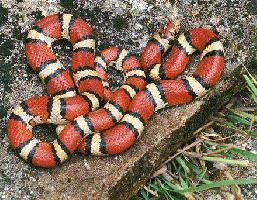 Photo: Milk snake