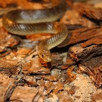 Photo: Aesculapian snake