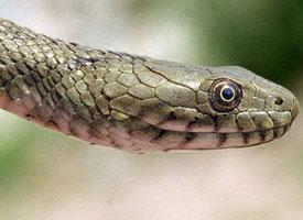 Photo: Dice snake