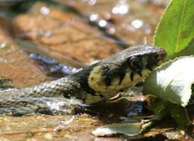 Photo: Grass snake