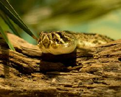 Photo: Eastern diamondback rattlesnake