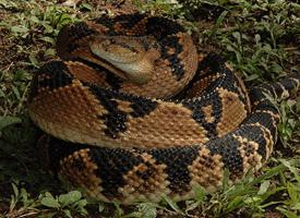 Photo: Southern american bushmaster