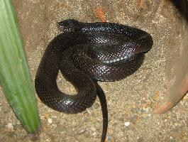 Photo: Desert cobra