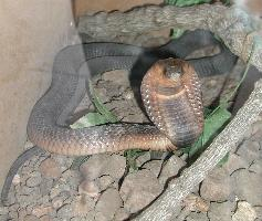 Photo: Cobra égyptien