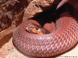 Photo: Red spitting cobra