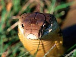 Photo: King cobra