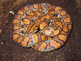 Photo: Rainbow boa