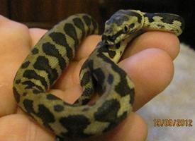 Photo: Carpet python