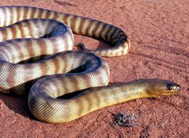 Photo: Woma python