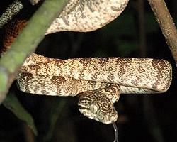 Photo: Amazon tree boa